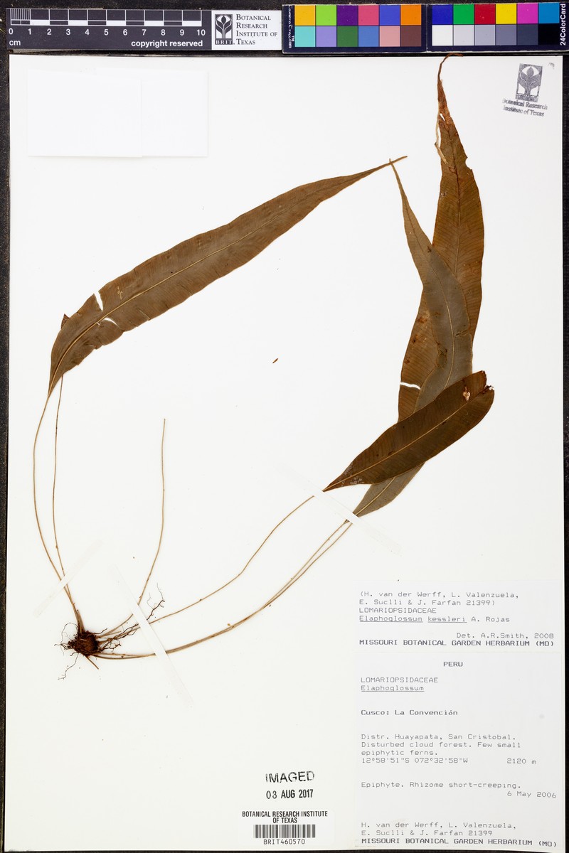 Elaphoglossum kessleri photo 3