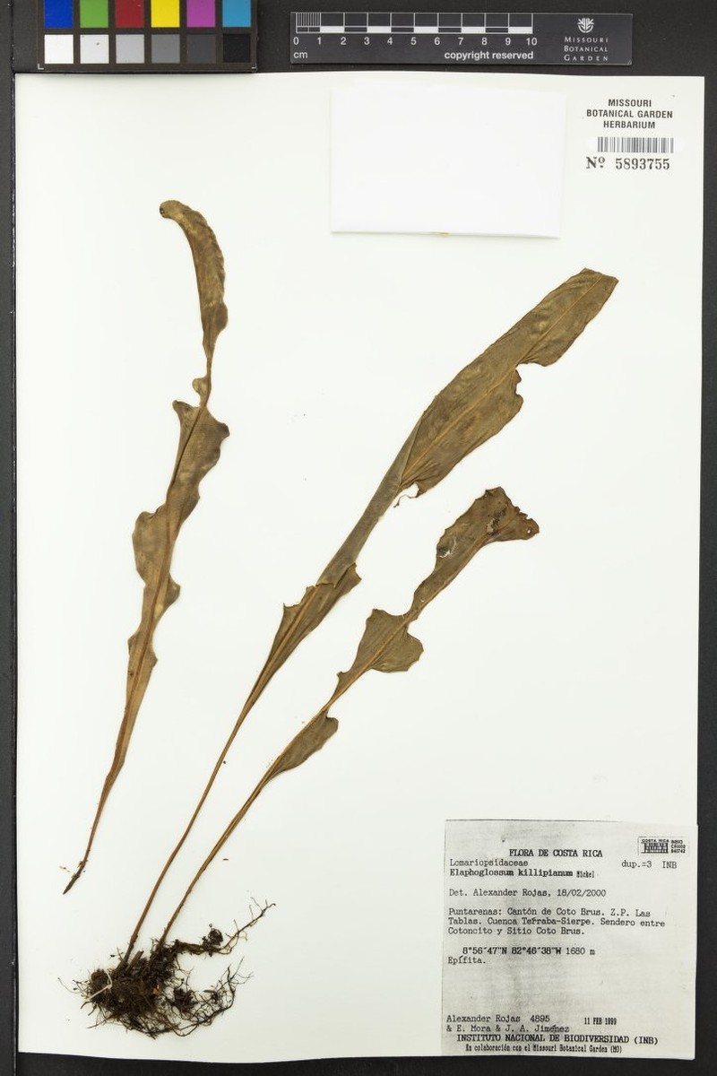 Elaphoglossum killipianum