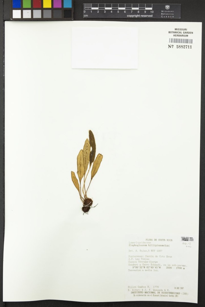 Elaphoglossum killipianum photo 2