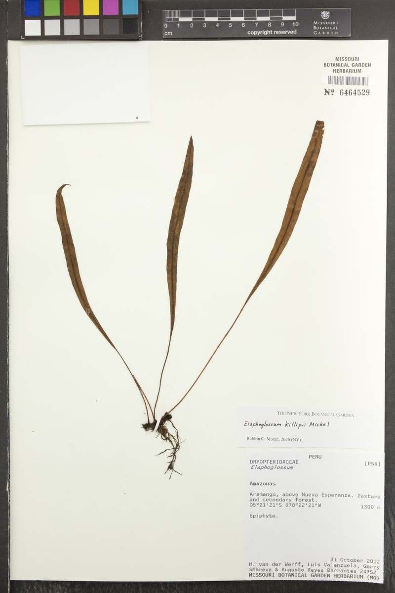 Elaphoglossum killipii