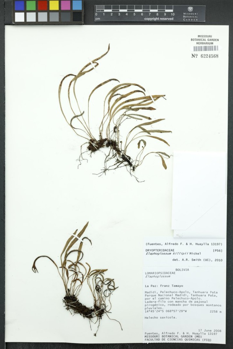 Elaphoglossum killipii photo 2