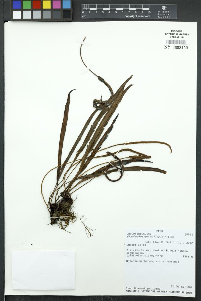 Elaphoglossum killipii photo 3