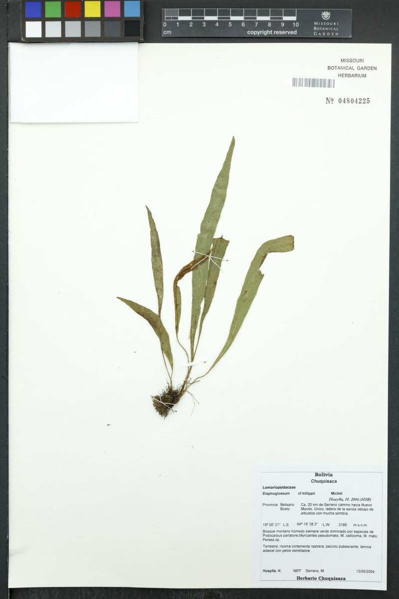 Elaphoglossum killipii photo 4