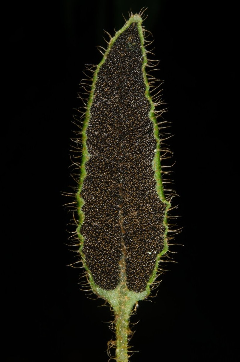 Elaphoglossum kuhnii