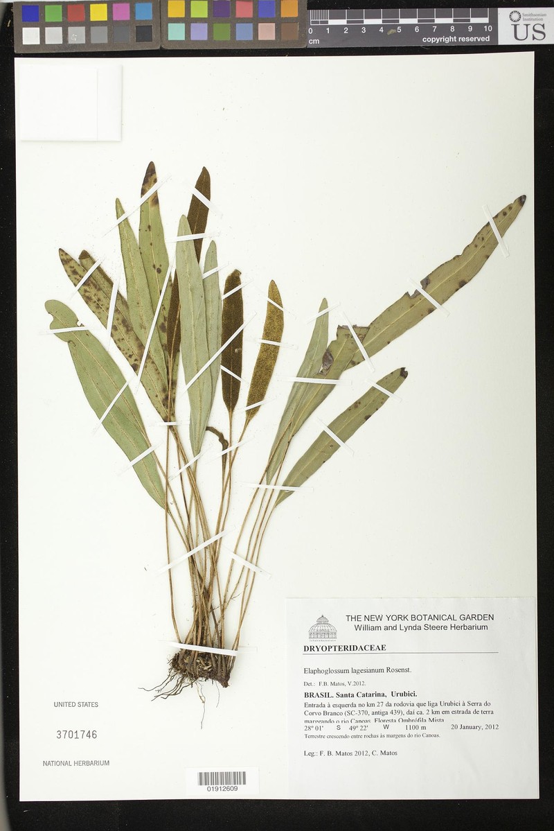 Elaphoglossum lagesianum
