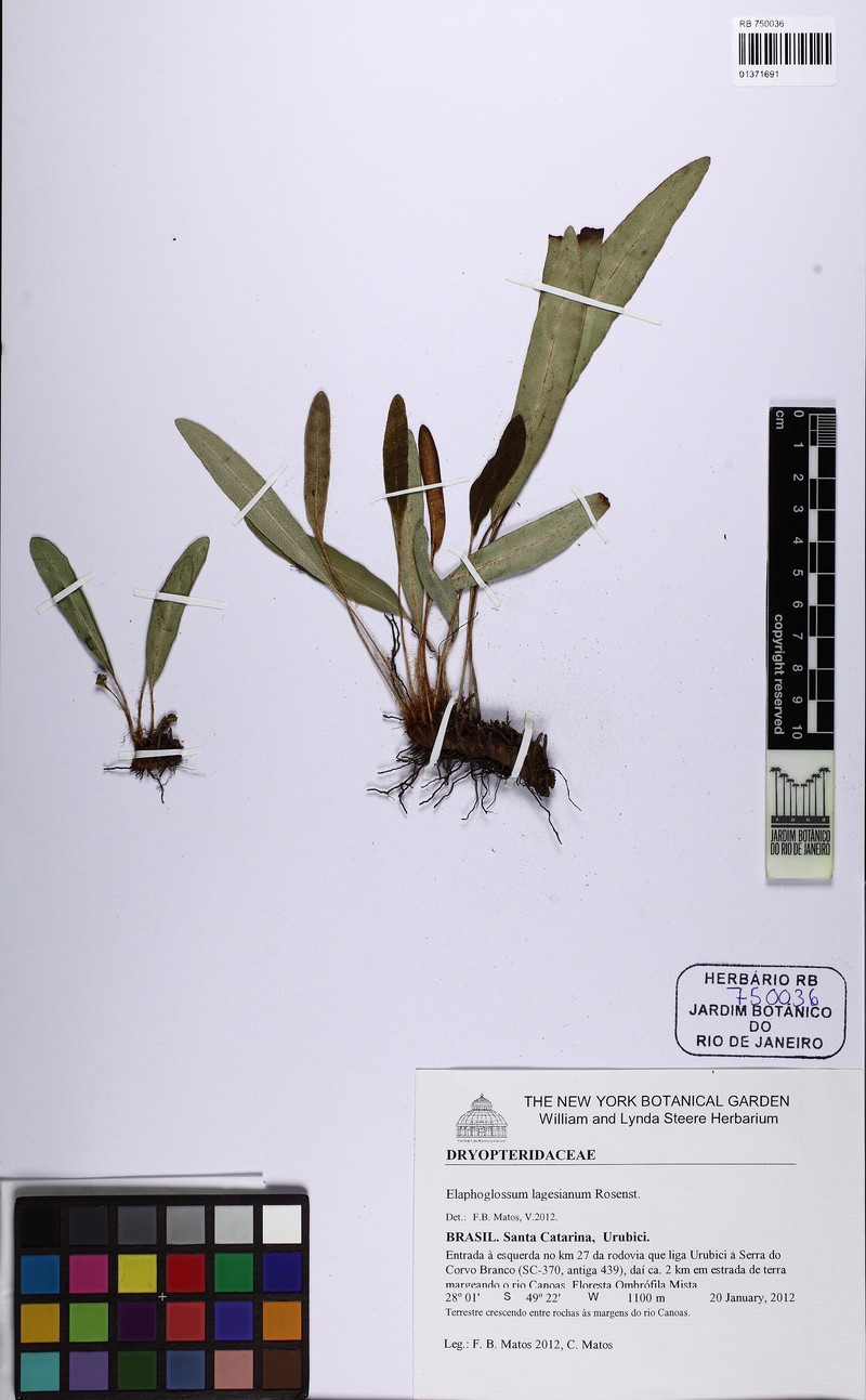 Elaphoglossum lagesianum photo 2