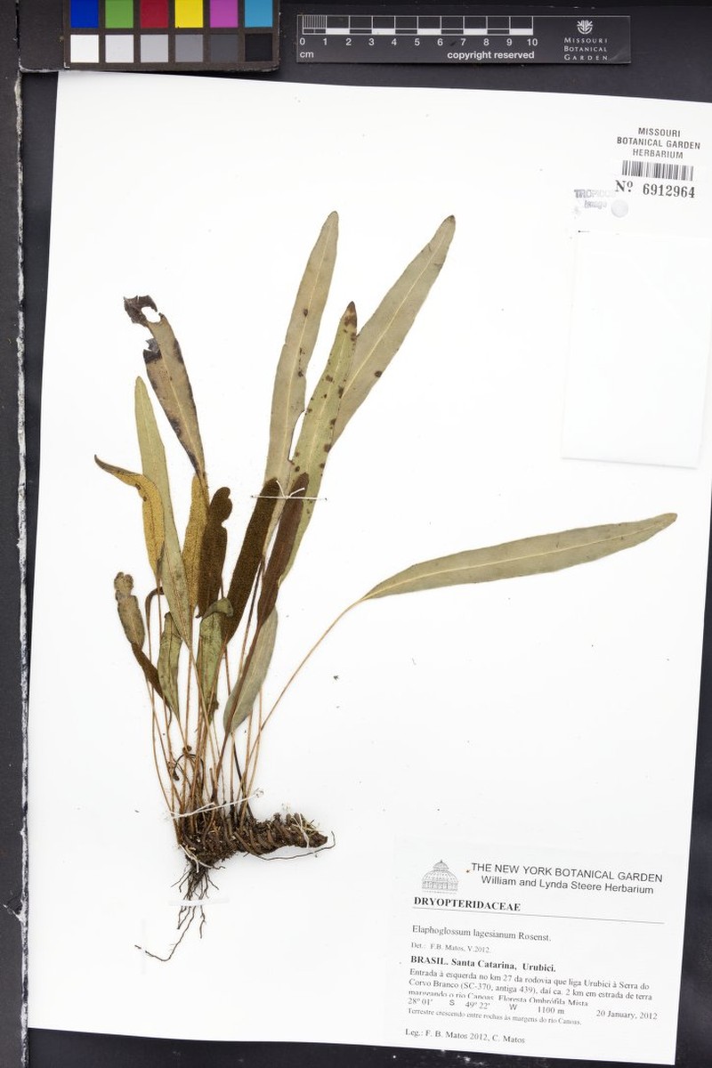 Elaphoglossum lagesianum photo 3