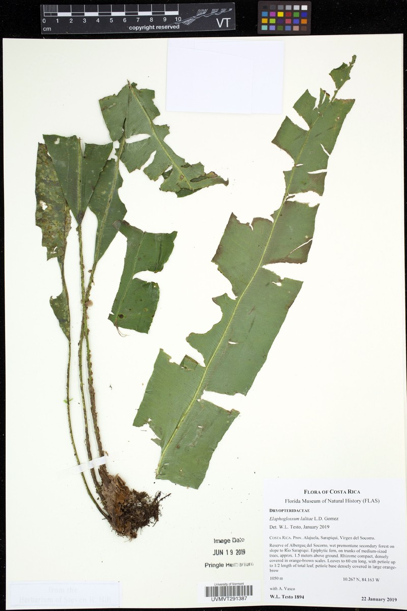 Elaphoglossum lalitae