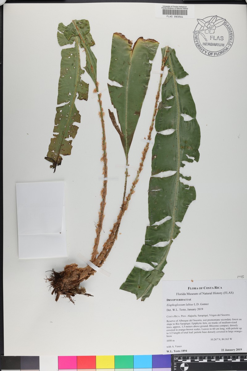 Elaphoglossum lalitae photo 2
