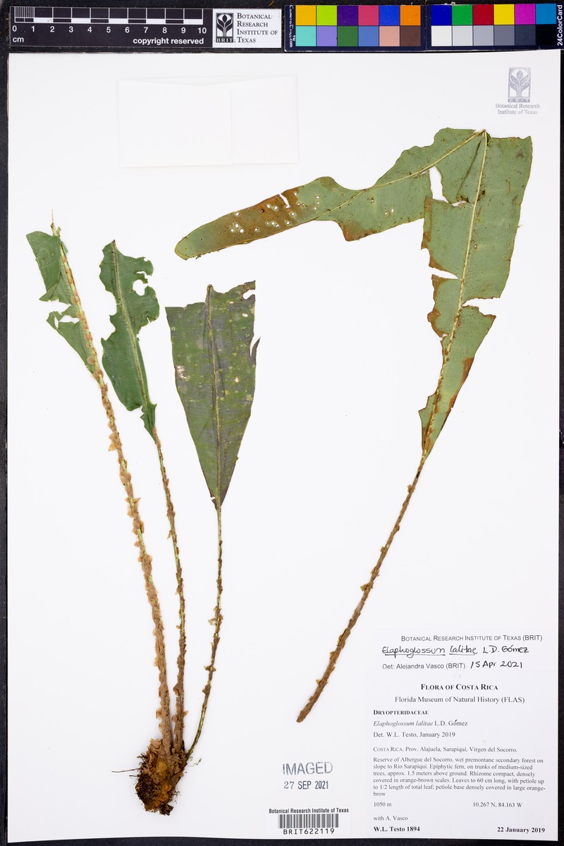 Elaphoglossum lalitae photo 3