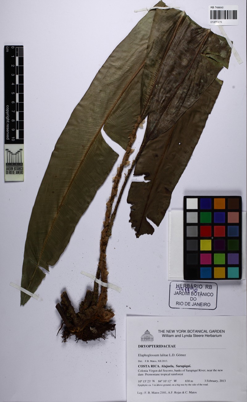 Elaphoglossum lalitae photo 4