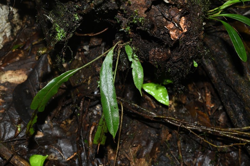 Elaphoglossum laminarioides