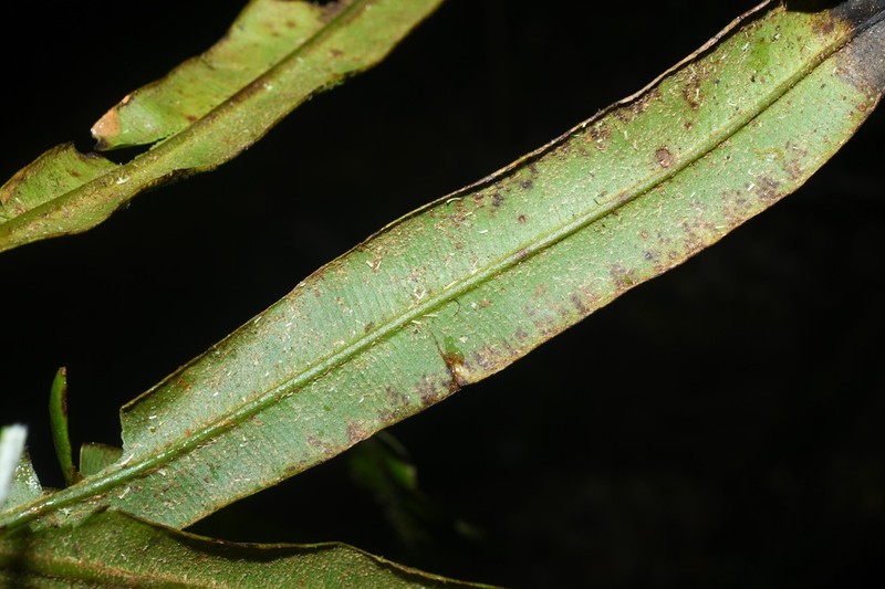 Elaphoglossum laminarioides photo 3