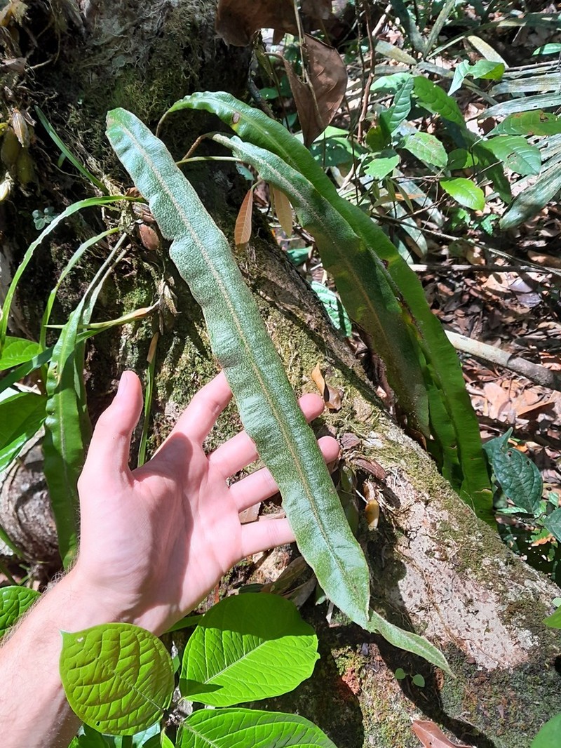 Elaphoglossum laminarioides photo 4