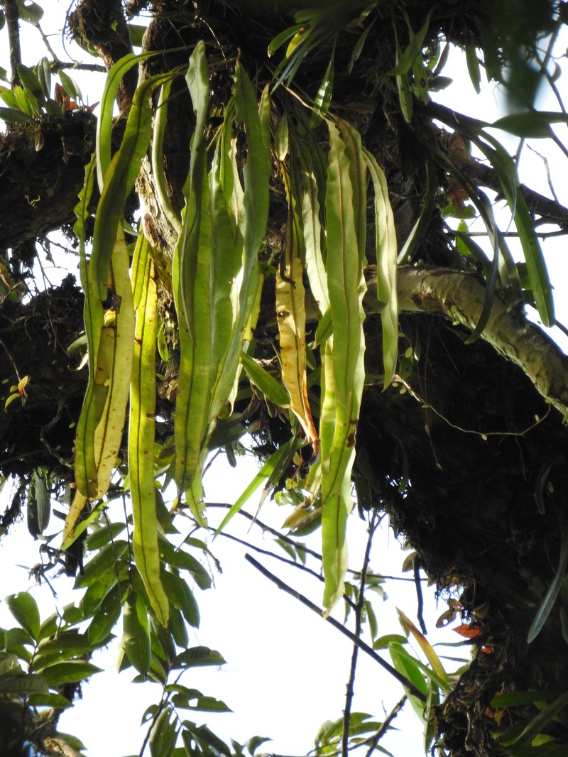 Elaphoglossum laminarioides photo 6