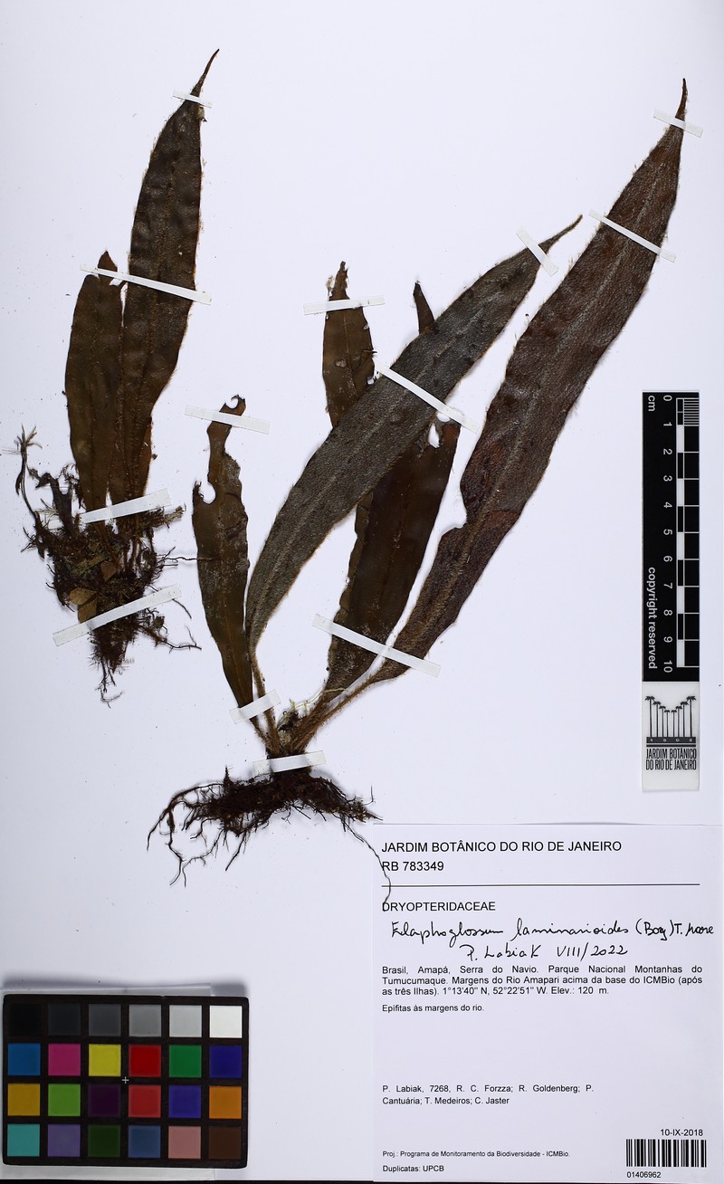 Elaphoglossum laminarioides photo 7