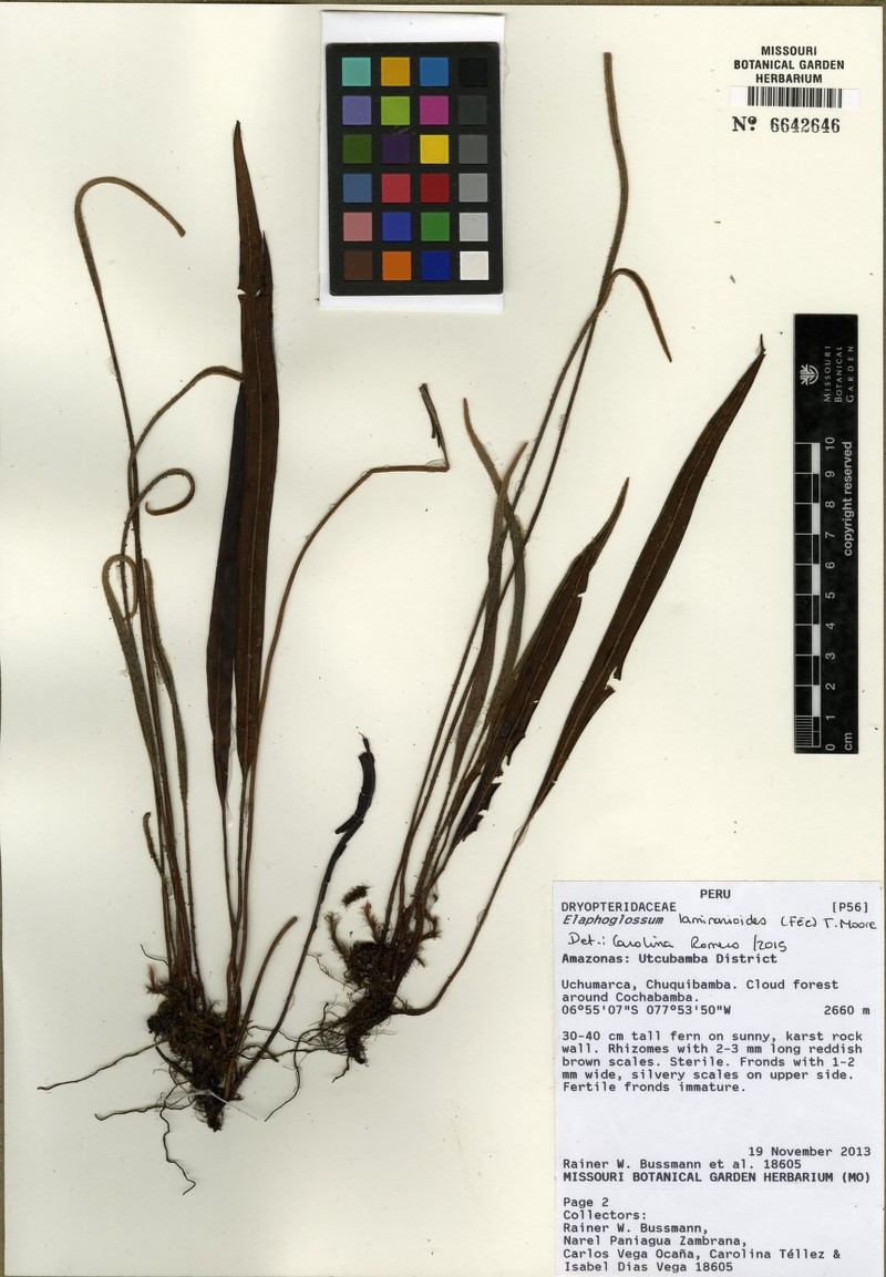 Elaphoglossum laminarioides photo 8