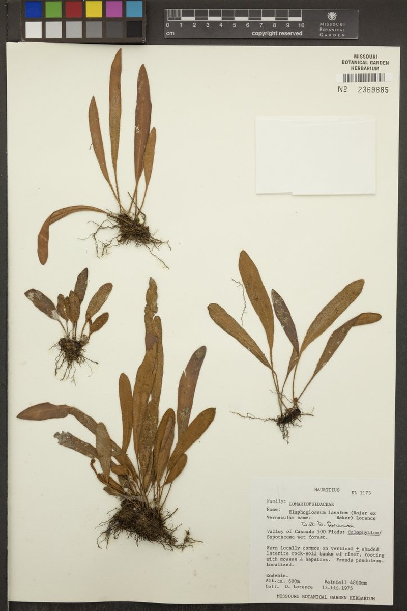 Elaphoglossum lanatum photo 2