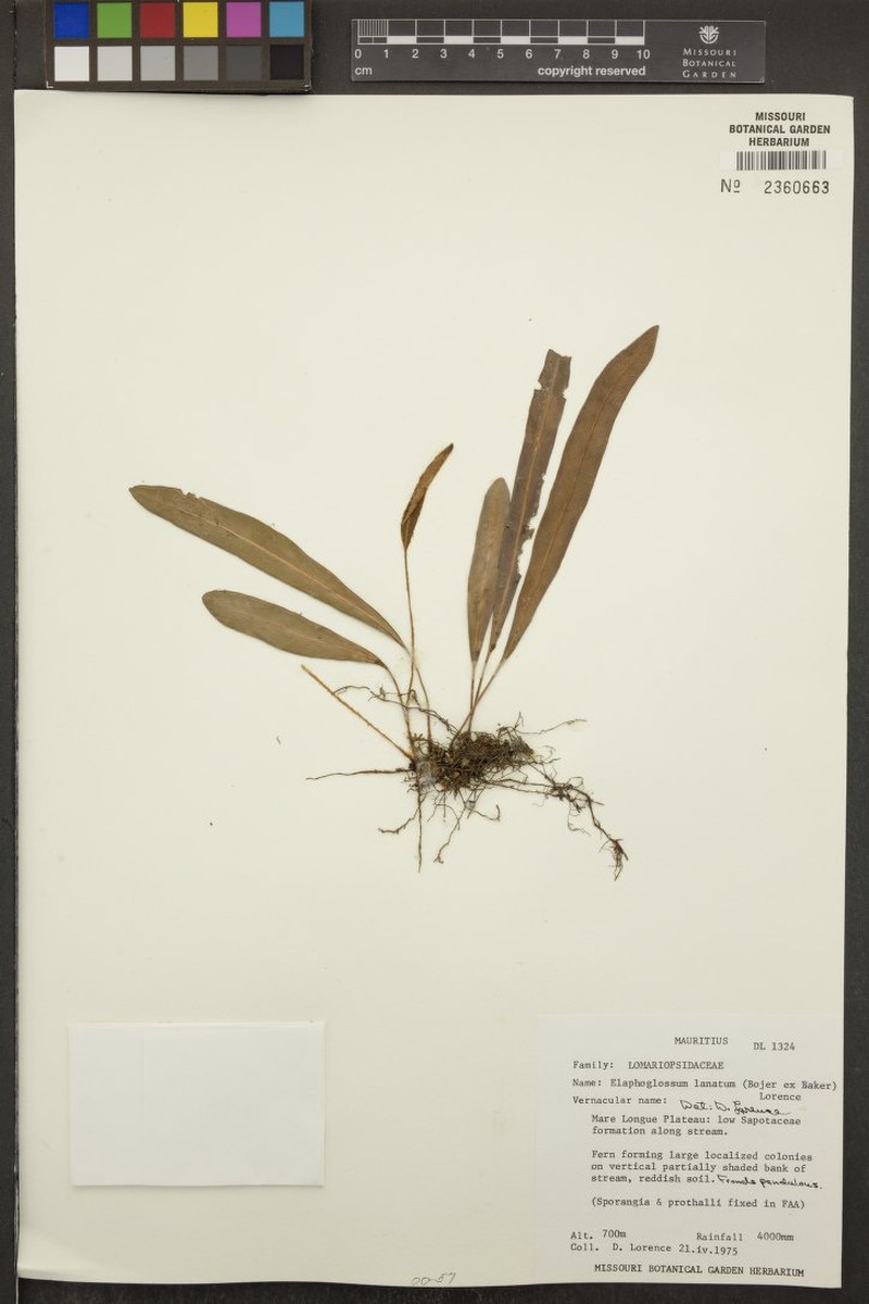 Elaphoglossum lanatum photo 3