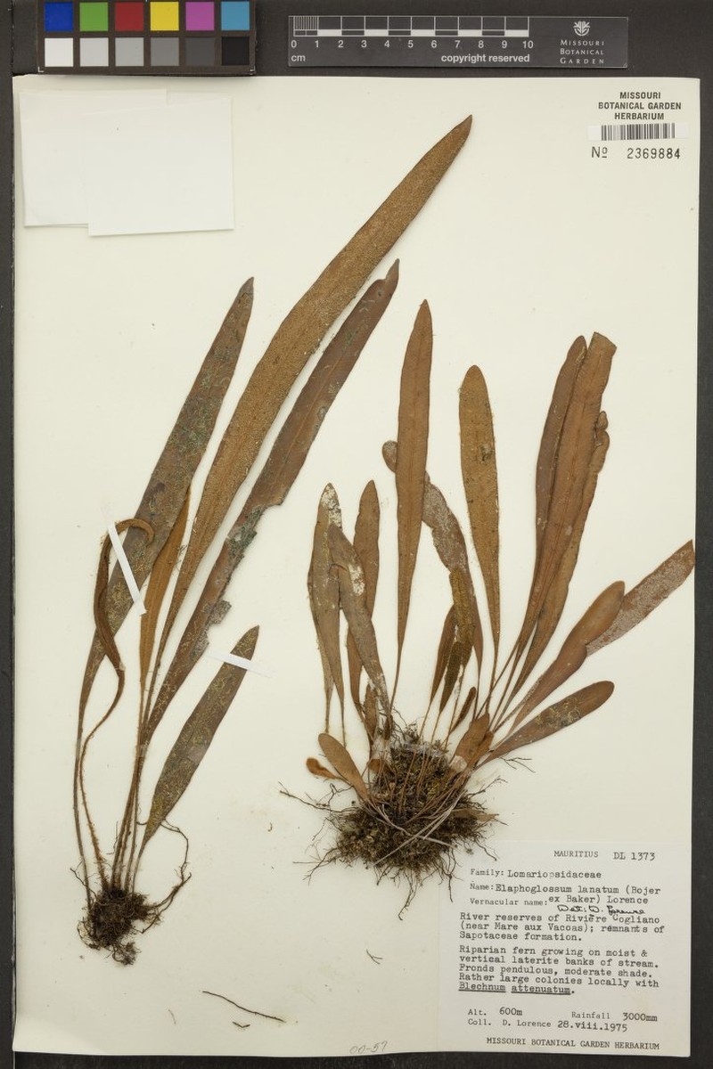 Elaphoglossum lanatum photo 4
