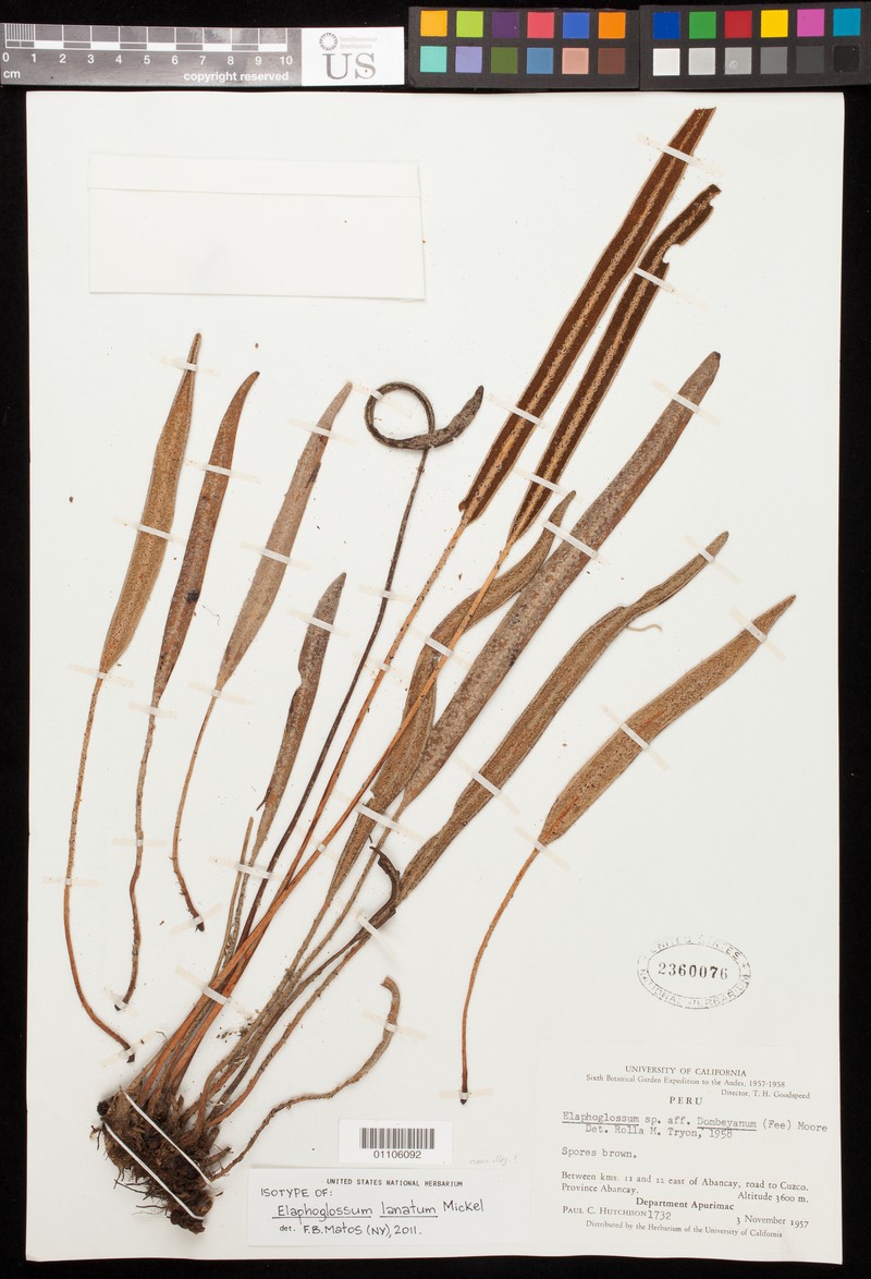 Elaphoglossum lanatum