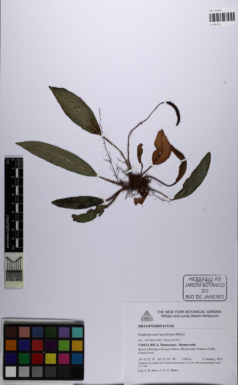 Elaphoglossum lanceiforme