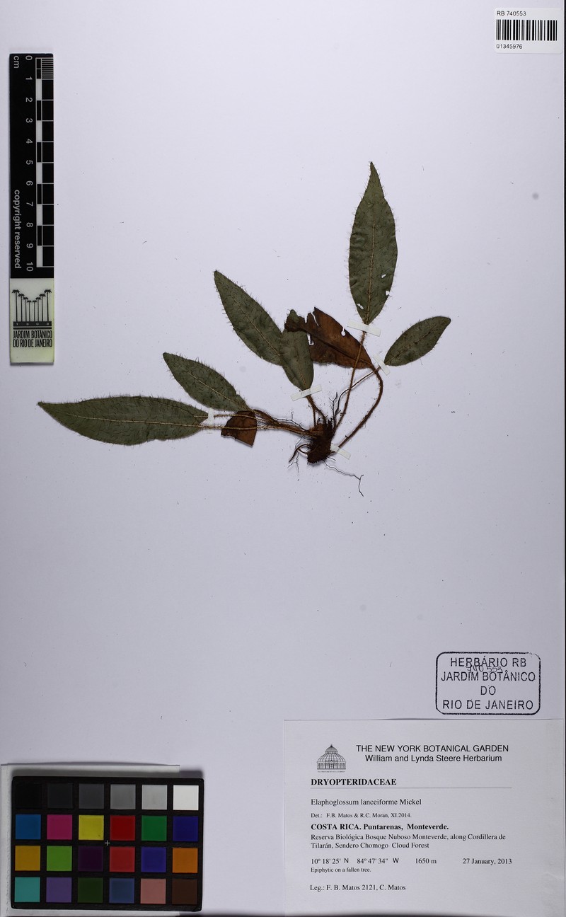 Elaphoglossum lanceiforme photo 2