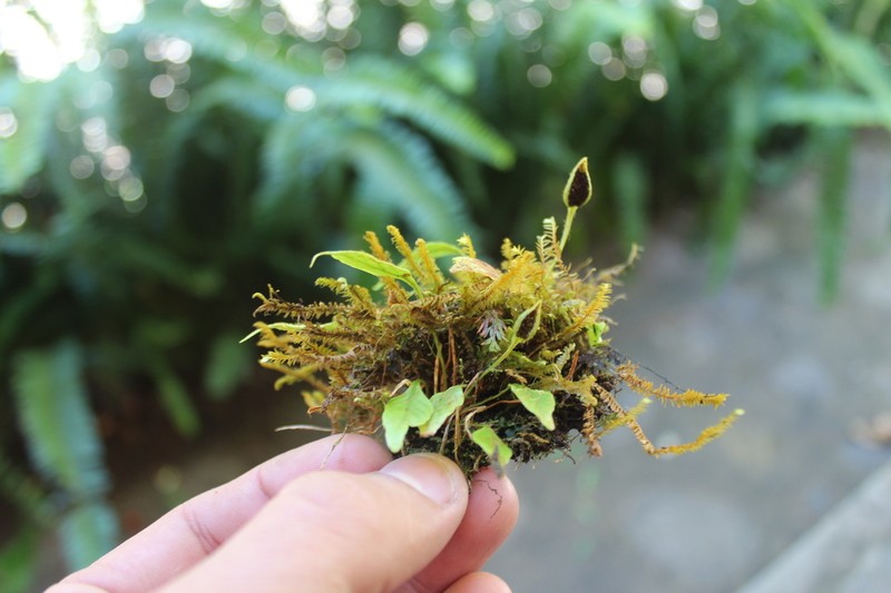 Elaphoglossum lanceum
