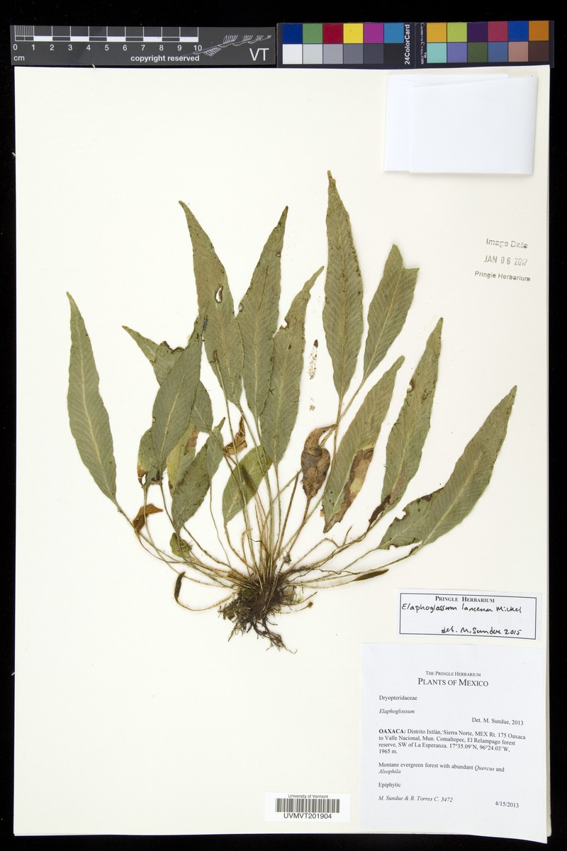 Elaphoglossum lanceum photo 3