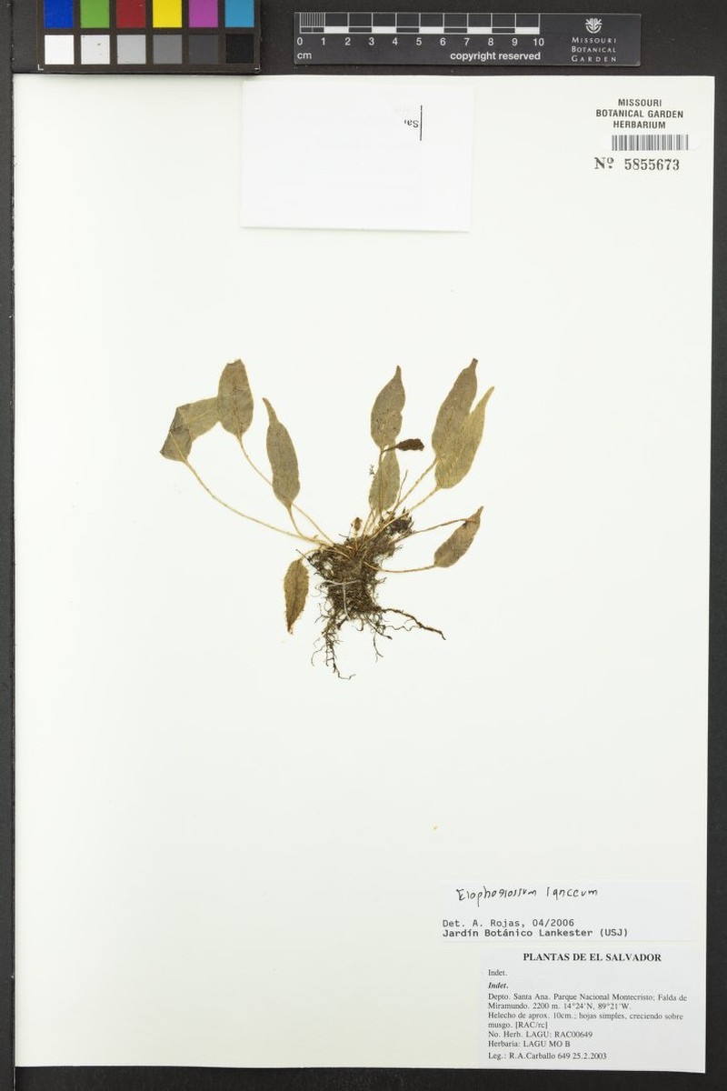 Elaphoglossum lanceum photo 4