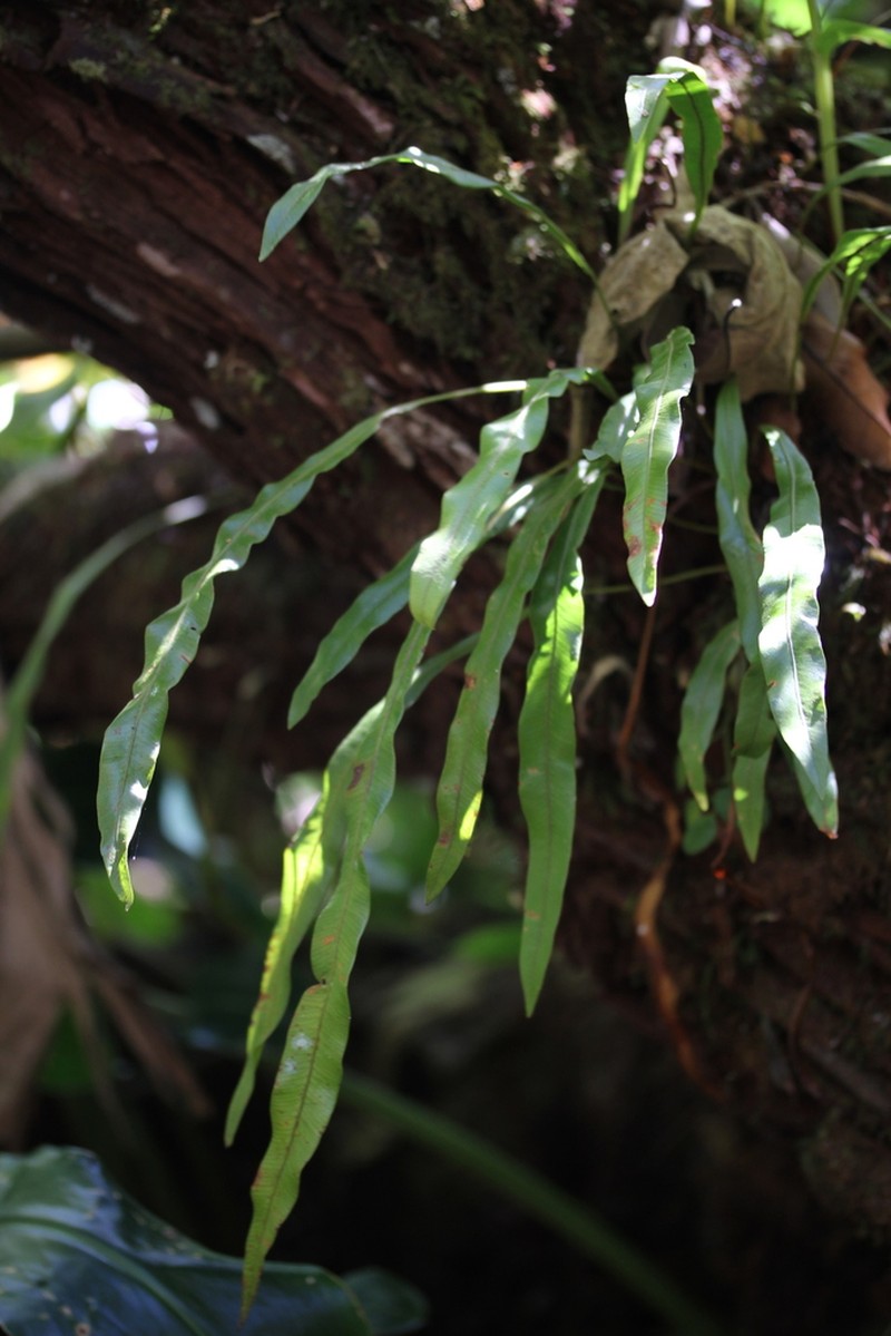 Elaphoglossum lancifolium