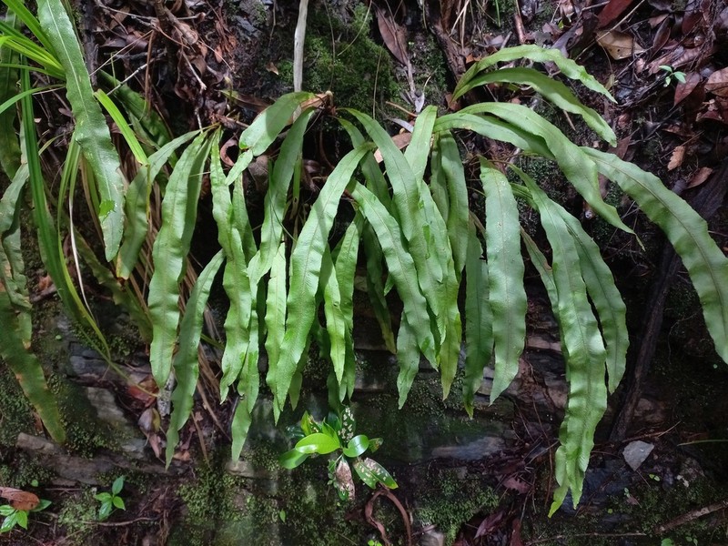 Elaphoglossum lancifolium photo 2