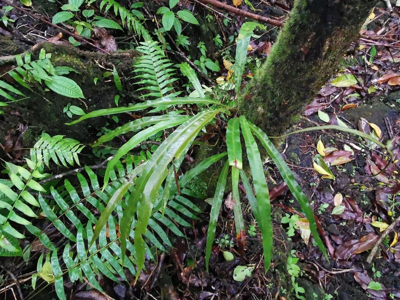 Elaphoglossum lancifolium photo 3
