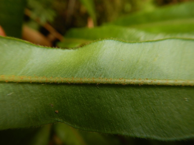 Elaphoglossum lancifolium photo 4