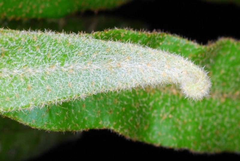Elaphoglossum lancifolium photo 5