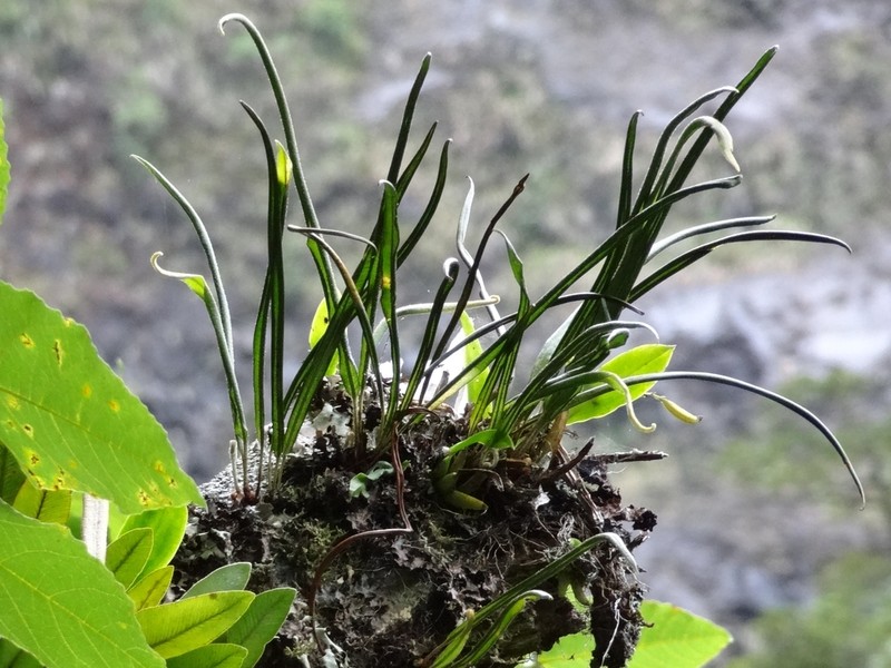 Elaphoglossum lancifolium photo 6