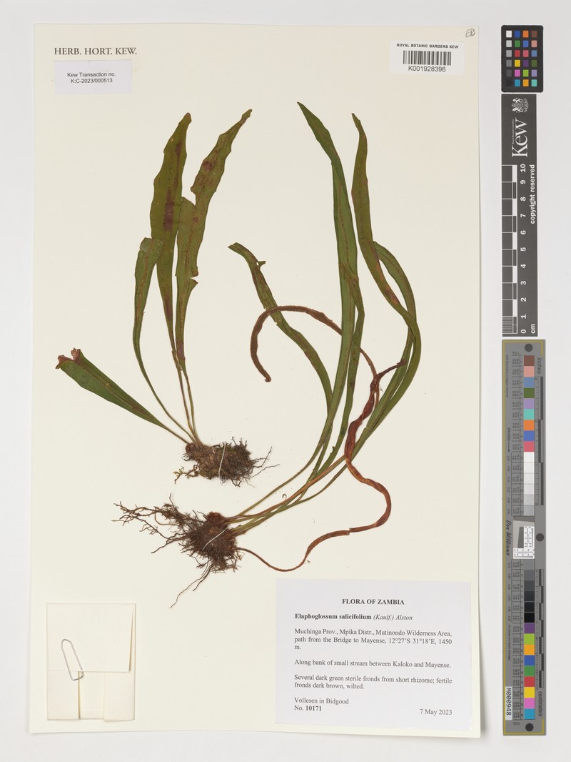 Elaphoglossum lancifolium photo 7