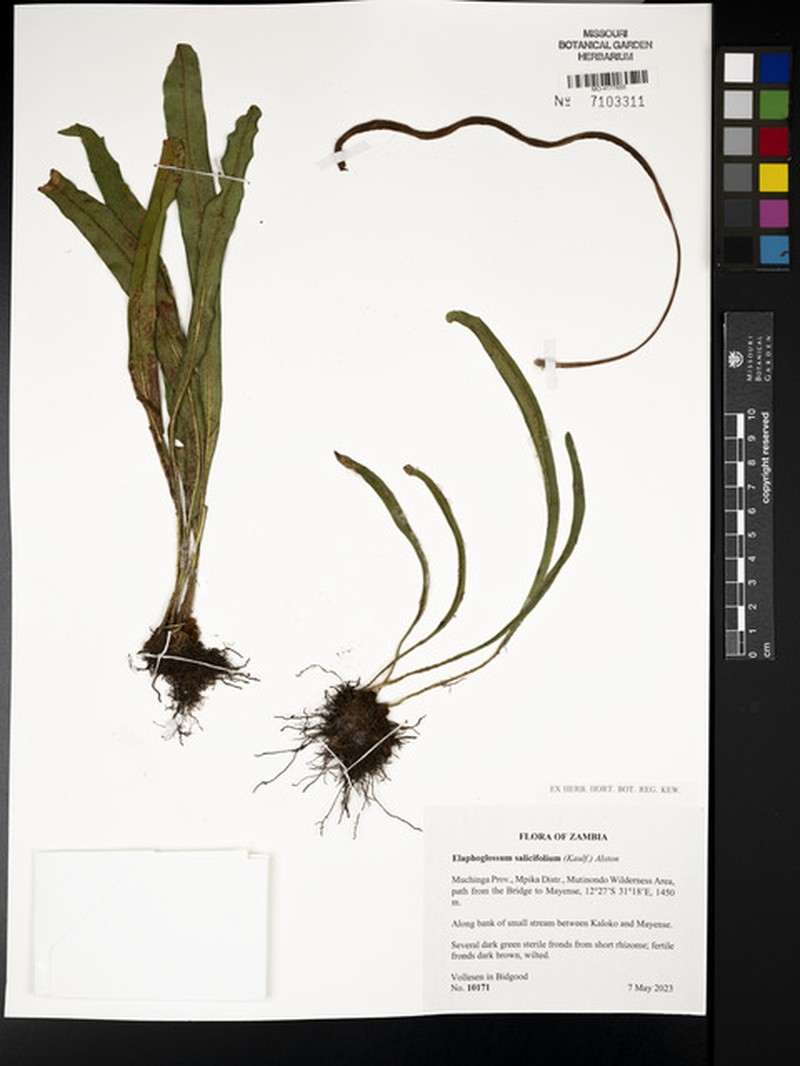 Elaphoglossum lancifolium photo 8