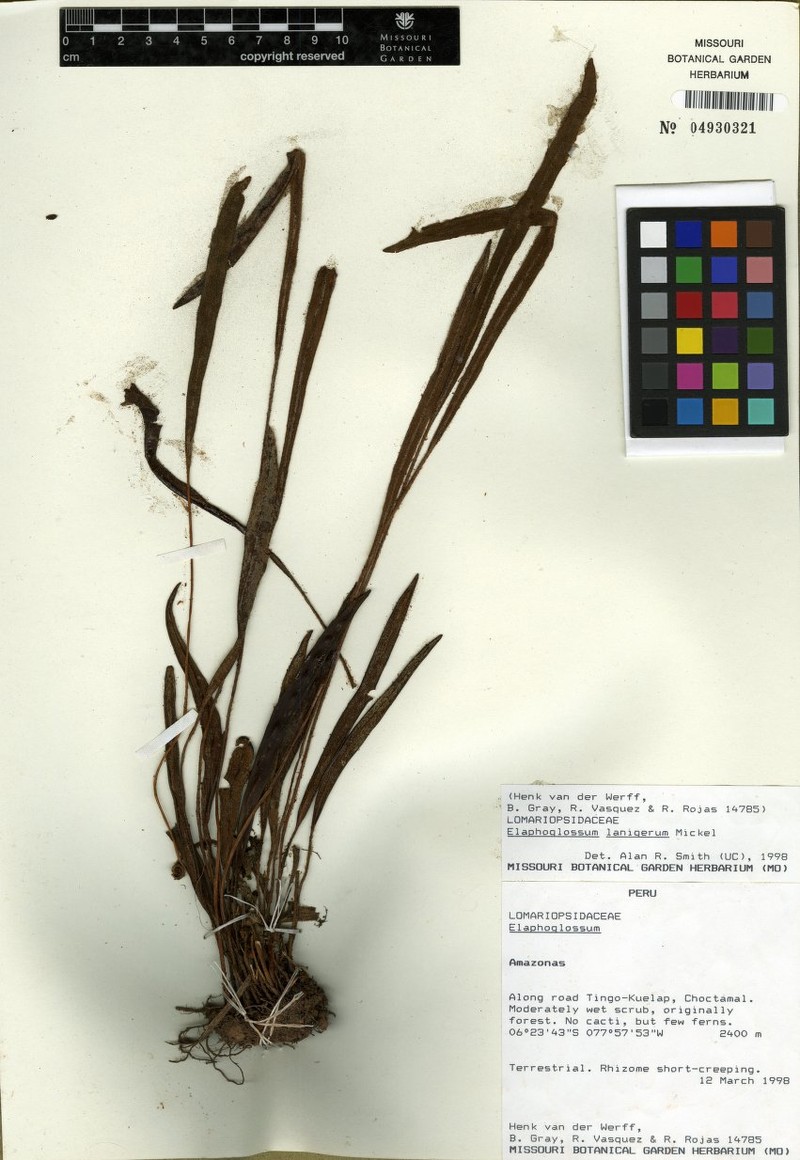 Elaphoglossum lanigerum