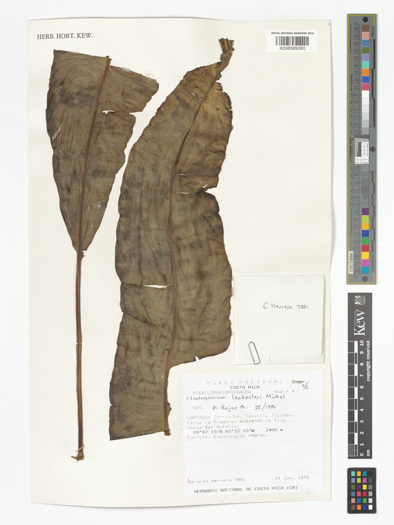 Elaphoglossum lankesteri