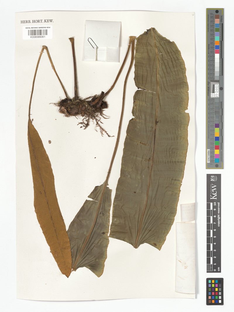 Elaphoglossum lankesteri photo 2