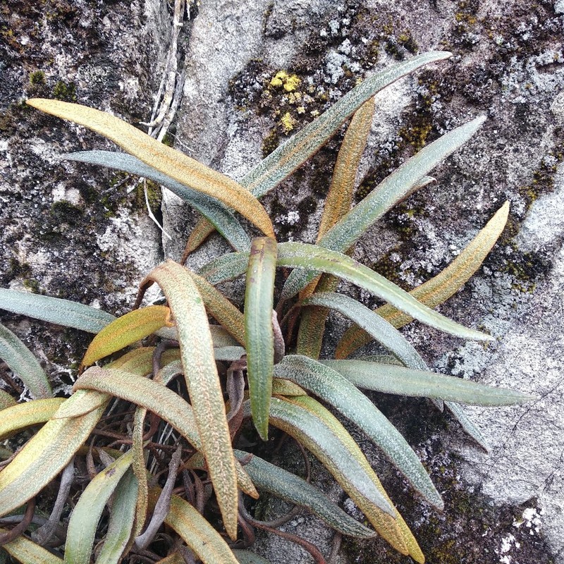 Elaphoglossum lasioglottis