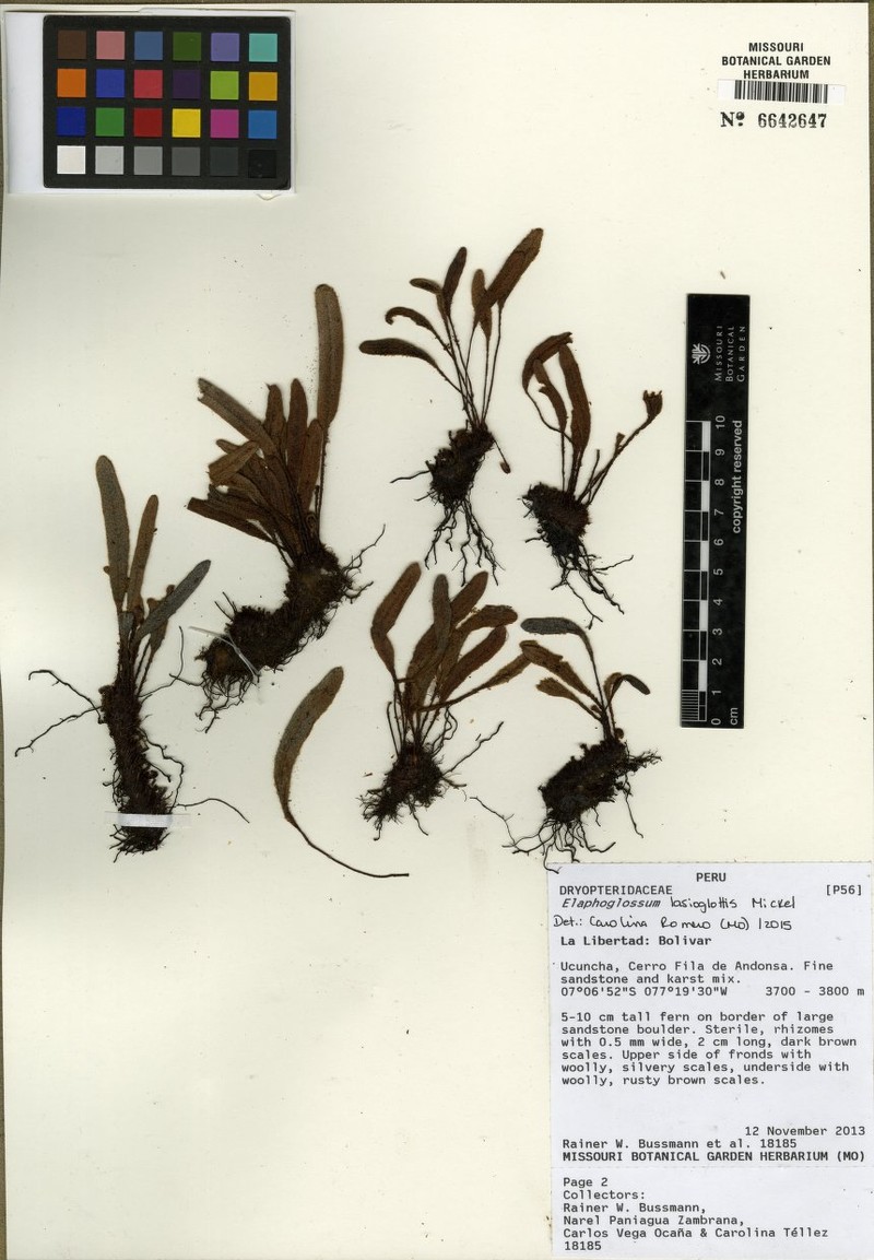 Elaphoglossum lasioglottis photo 2
