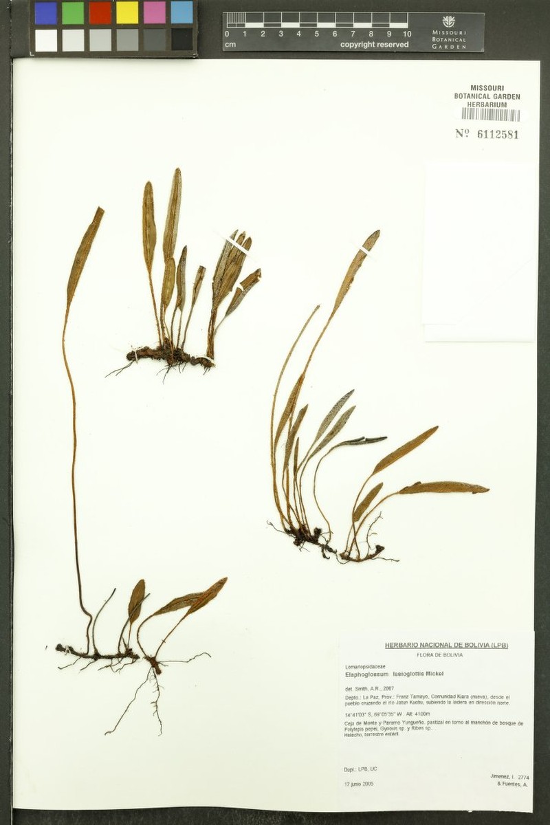 Elaphoglossum lasioglottis photo 3