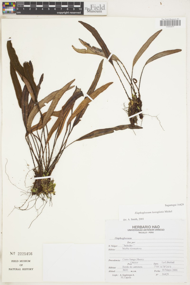 Elaphoglossum lasioglottis photo 4