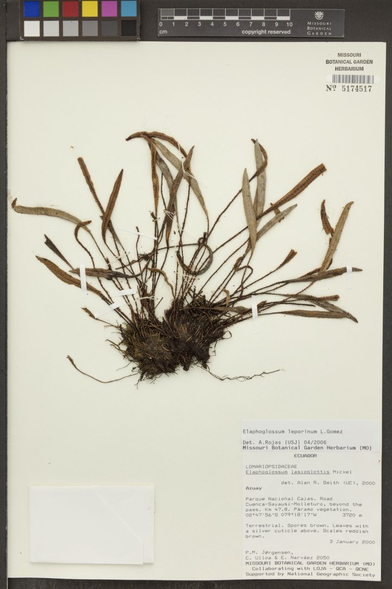 Elaphoglossum lasioglottis photo 5