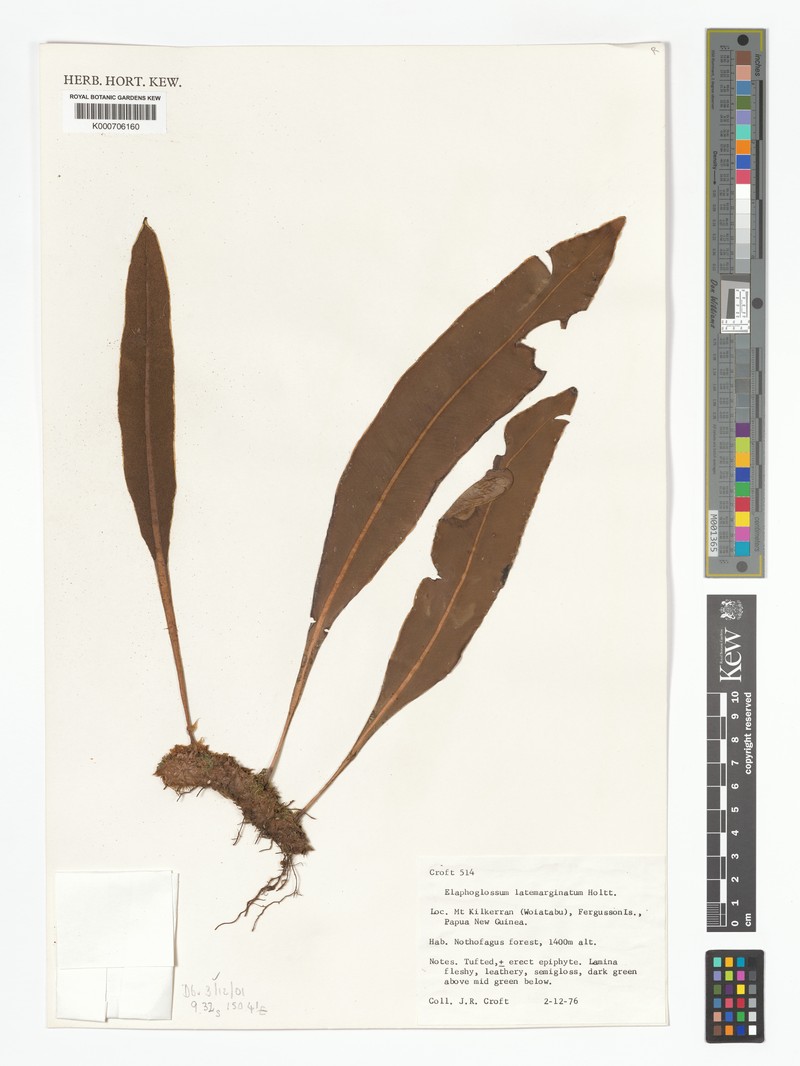 Elaphoglossum latemarginatum