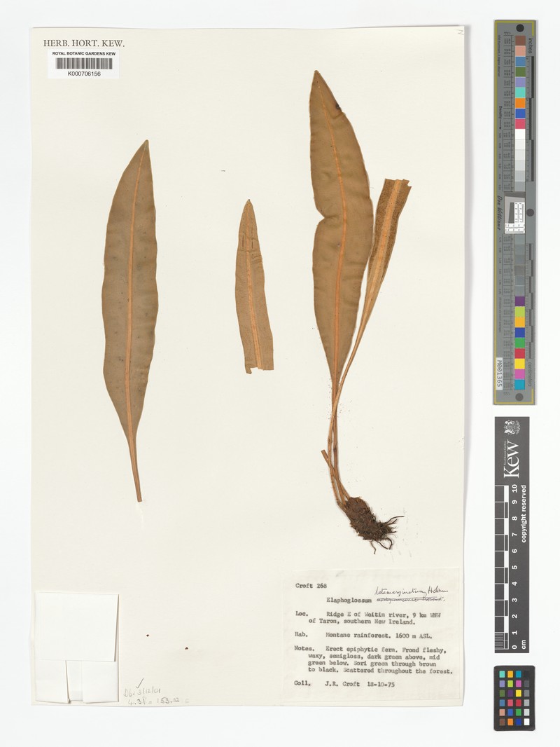 Elaphoglossum latemarginatum photo 2