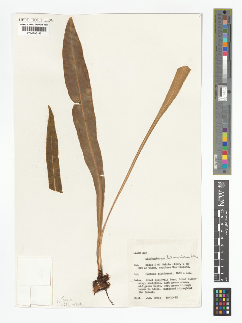 Elaphoglossum latemarginatum photo 3
