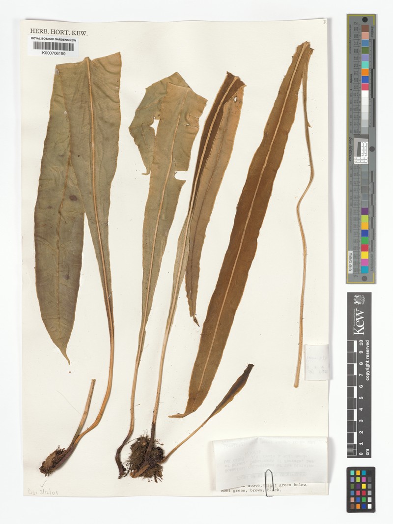 Elaphoglossum latemarginatum photo 4